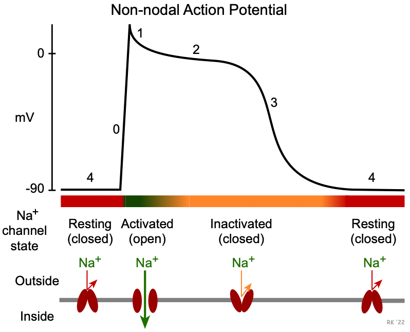 sodium-channel activation-inactivation